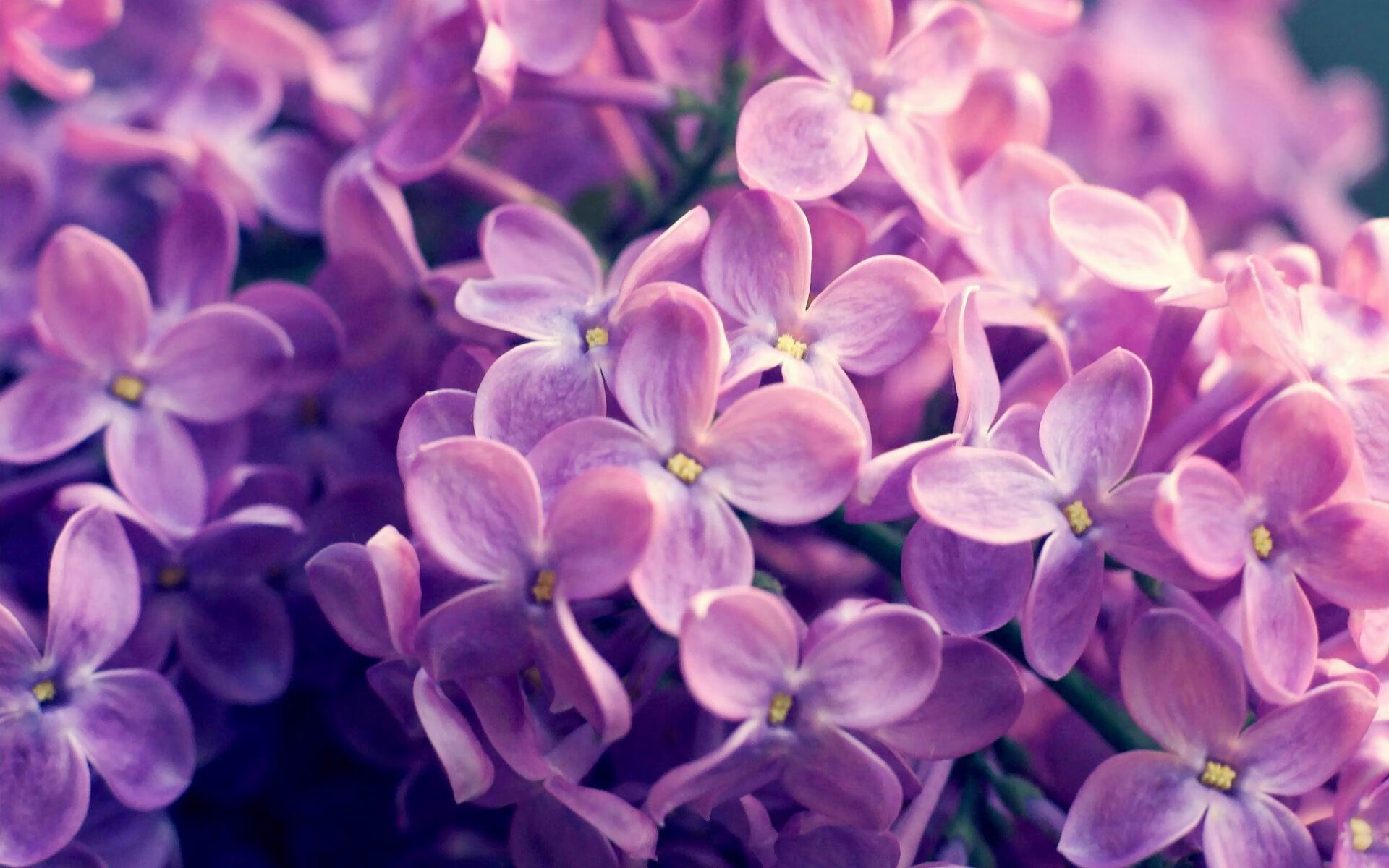 开云体育入口-加拿大队赛制研究：赛制下如何最大化球员的技术优势，加拿大队篮球