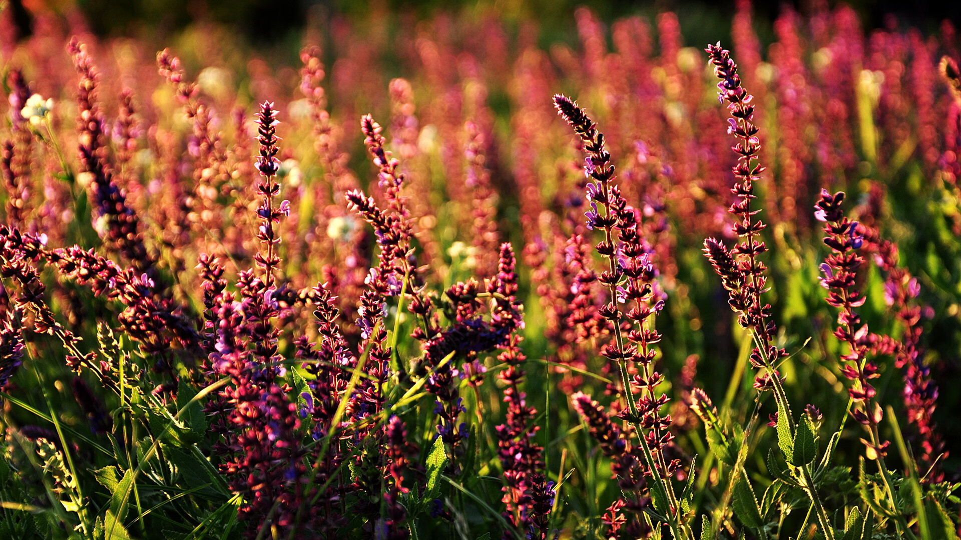 开云APP下载-后程冲刺爆发力显著增强，后程发力成语